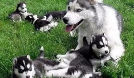 银子二哈吃哈密瓜,银子二哈的哈密瓜盛宴