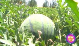 江南新城揭阳吃瓜,探寻美食瓜子的风味之旅