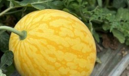 浙岱吃瓜,浙岱地区特色美食“吃瓜”文化探秘