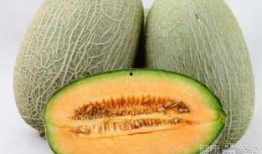 寒体质差可以吃哈密瓜吗