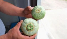 外圈瓜吃