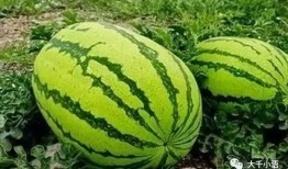 洪嘉悦吃瓜,揭秘娱乐圈幕后故事