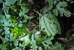 最右吃瓜,揭秘网络热点的背后真相