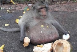 婴猴吃瓜,萌态可掬的童年时光