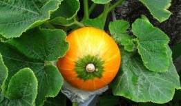 哺乳期可以吃捎瓜吗,哺乳期妈妈适宜食用捎瓜的温馨指南