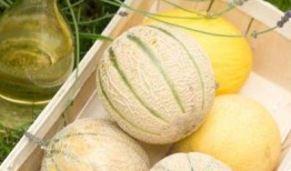 冬天吃瓜好冷,揭秘冬天吃瓜的奇妙体验