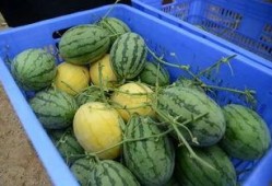 现场吃瓜群,揭秘娱乐圈幕后风云