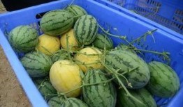 现场吃瓜群,揭秘娱乐圈幕后风云