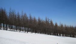 崇礼滑雪吃瓜,一场冰雪盛宴中的吃瓜奇观