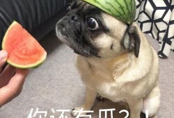 小野吃瓜表情包,趣味横生的网络文化现象