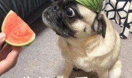 小野吃瓜表情包,趣味横生的网络文化现象