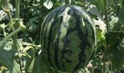 榆林老孟吃瓜,揭秘民间吃瓜文化的魅力与传承