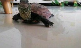 乌龟吃瓜的图片,夏日清凉一幕