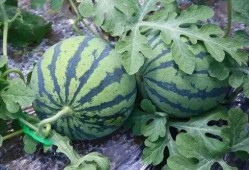 拿着西瓜吃瓜,拿着西瓜吃瓜，尽享清凉时光