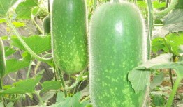 易水寒吃瓜在哪,易水寒吃瓜背后的网络热点追踪