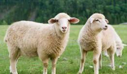 吃瓜羊崽账号,网络红人的崛起之路