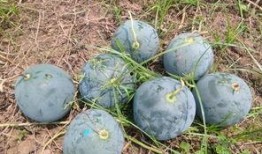 新兴镇吃瓜,瓜果飘香，品味乡村新生活