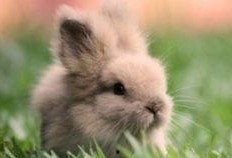 兔子吃手瓜吗,探究兔子饮食习惯之谜