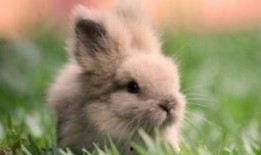 兔子吃手瓜吗,探究兔子饮食习惯之谜