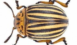 甲虫吃梨瓜吗,自然界的奇妙互动