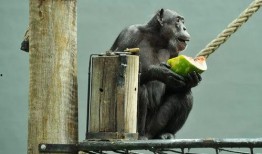 带你吃瓜表情打拳,拳力全开的激情对决