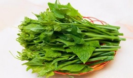 杨瓜尖怎么吃最好,杨瓜尖的多样美味食用指南