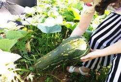 幼儿吃兰瓜行吗,幼儿食用兰瓜的安全性探讨