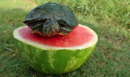 乌龟吃瓜的图片,夏日清凉一幕