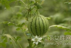 桑树坪吃瓜事件,一场引发热议的网络狂欢