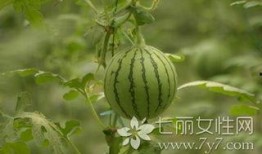 桑树坪吃瓜事件,一场引发热议的网络狂欢