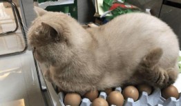 猫咪可以吃白瓜,白瓜的妙用与营养解析