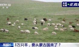 吃瓜羊崽账号,网络红人的崛起之路