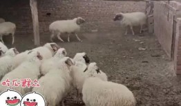 围观吃瓜的羊,吃瓜群众的趣味盛宴