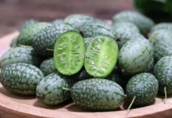 智慧的吃瓜,洞察世间百态