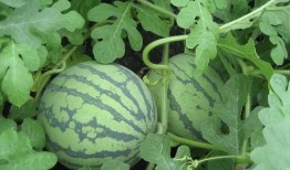 吃瓜的欣欣,欣欣带你揭秘娱乐圈风云