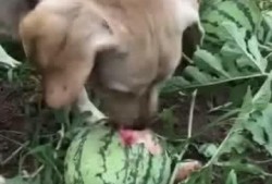 带你吃瓜狗子吵架