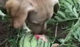 带你吃瓜狗子吵架