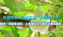 处暑后吃4瓜,四瓜助力健康生活