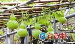 葫芦瓜吃哪个部位,从藤蔓到籽，哪个部位最营养？