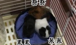 豚鼠可以吃熟瓜,熟瓜成为新宠