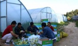 沂南吃瓜群众,揭秘当地独特饮食文化