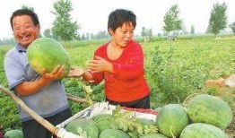 民和县女子吃瓜,揭秘背后真相与网络热议