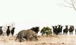 吃瓜绕口令犀牛吃瓜,趣味绕口令中的智慧与趣味