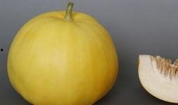 吃避孕可以吃哈密瓜吗,哈密瓜能吃吗？营养与安全解析