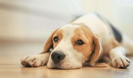 狗狗吃瓜特效制作教程,轻松打造萌宠欢乐瞬间