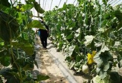 晨曦的吃瓜视频,揭秘娱乐圈幕后故事