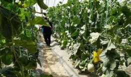 晨曦的吃瓜视频,揭秘娱乐圈幕后故事