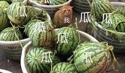 吃瓜娱乐区,揭秘明星幕后故事与八卦传闻