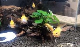 吃瓜摸胡子,揭秘娱乐圈的幕后故事