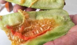 吃酥瓜胖吗,吃酥瓜真的会胖吗？